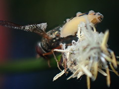 Entomophthora syrphi