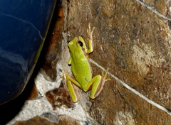 Sarcohyla hazelae