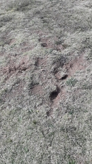 Ctenomys