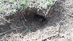 Ctenomys