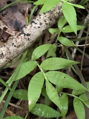 Oplismenus hirtellus setarius