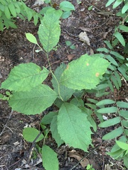 Styracaceae