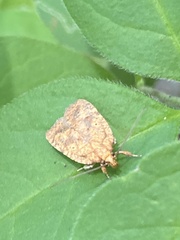 Agonopterix robiniella