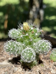 Mammillaria vetula gracilis