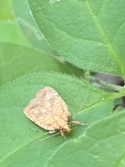 Agonopterix robiniella
