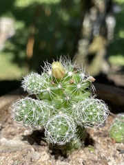 Mammillaria vetula gracilis