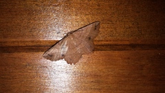 Euchlaena johnsonaria