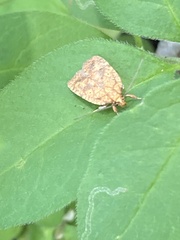 Agonopterix robiniella