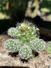 Mammillaria vetula gracilis