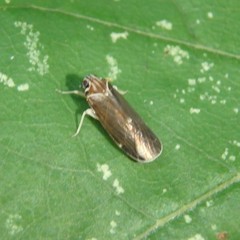 Synecdoche impunctata