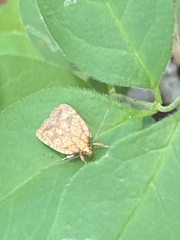 Agonopterix robiniella