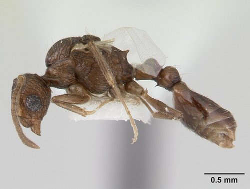 Chalepoxenus brunneus