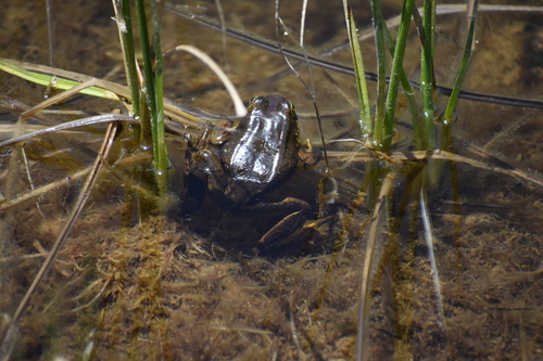iNaturalist observation photo of Sierra Nevada Yellow-legged Frog