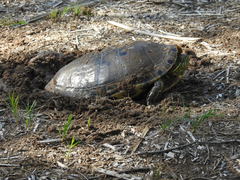 Trachemys hartwegi