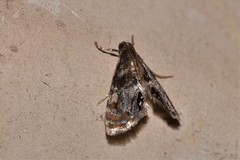 Paracataclysta fuscalis