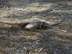 Trachemys hartwegi