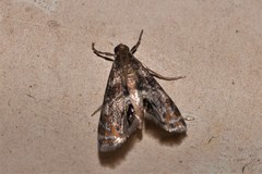 Paracataclysta fuscalis