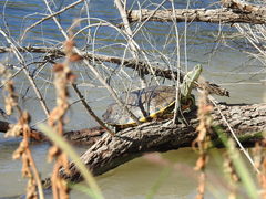 Trachemys hartwegi