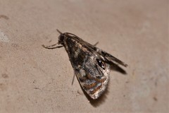 Paracataclysta fuscalis