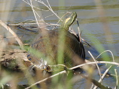 Trachemys hartwegi