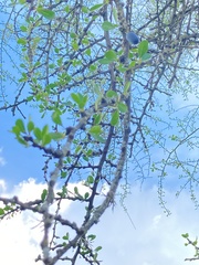 Sideroxylon celastrinum