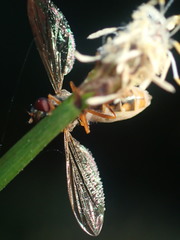 Entomophthora syrphi