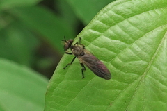 Eudioctria sackeni