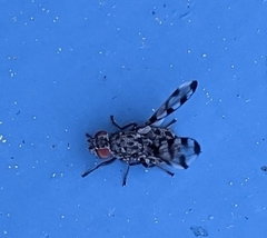 Otitinae