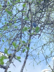 Sideroxylon celastrinum