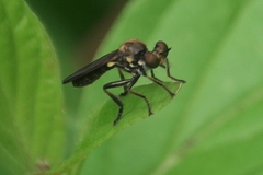 Eudioctria sackeni