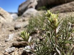 Castilleja nana
