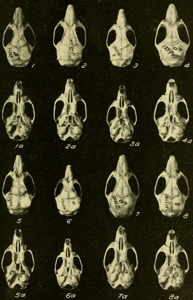 Lower California Rice Rat (Oryzomys peninsulae)