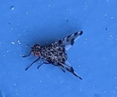 Otitinae