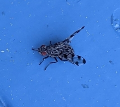 Otitinae