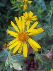 Heterotheca zionensis