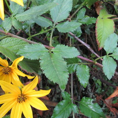 Bidens rubifolia