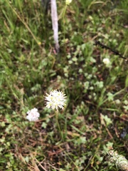 Triantha occidentalis