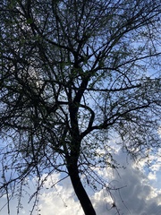 Sideroxylon celastrinum