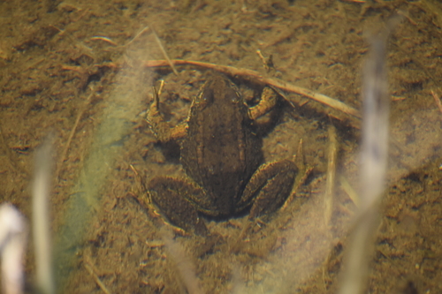 iNaturalist observation photo of Sierra Nevada Yellow-legged Frog