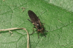 Eudioctria sackeni