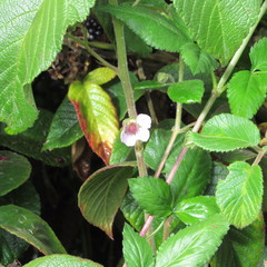 Rubus bogotensis