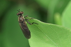 Eudioctria sackeni