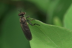 Eudioctria sackeni