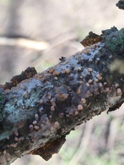 Peniophora laeta