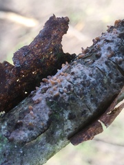 Peniophora laeta