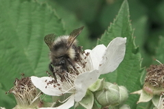 Bombus sitkensis