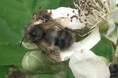 Bombus sitkensis