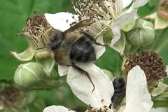 Bombus sitkensis