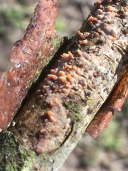 Peniophora laeta