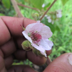 Rubus bogotensis